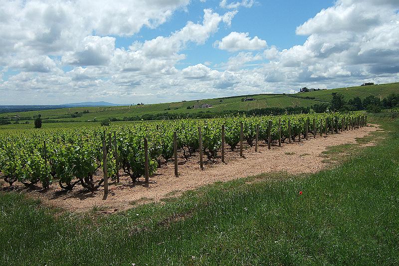 2010-06- (147).JPG - Wir sind immer noch im Weinbaugebiet Beaujolais, das also teils zur Region "Bourgogne", teils zur Region "Rhône-Alpes" gehört